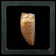 Serrated Carcharodontosaurus Tooth - Beautiful Enamel #61739-2